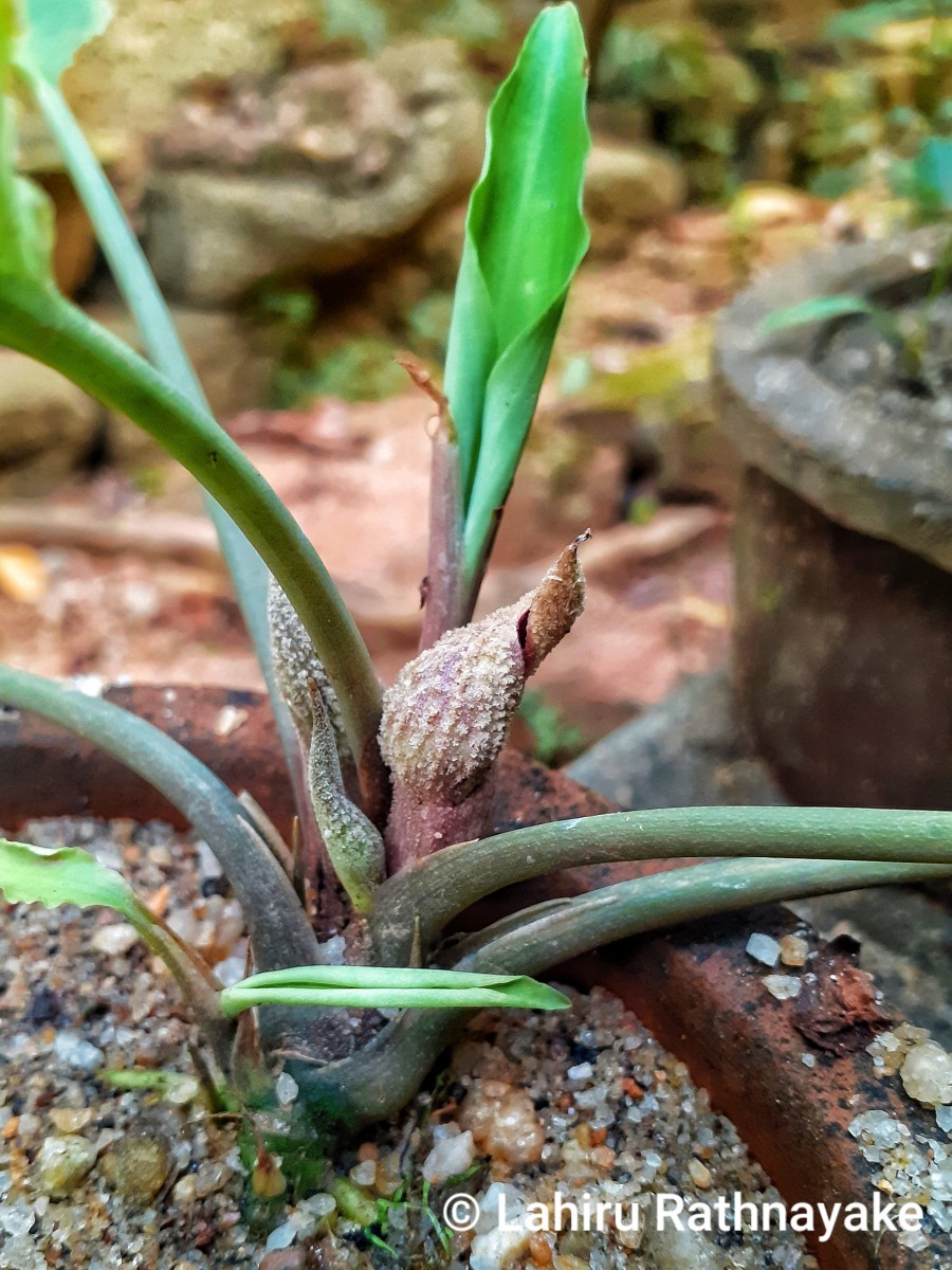 Lagenandra lancifolia (Schott) Thwaites